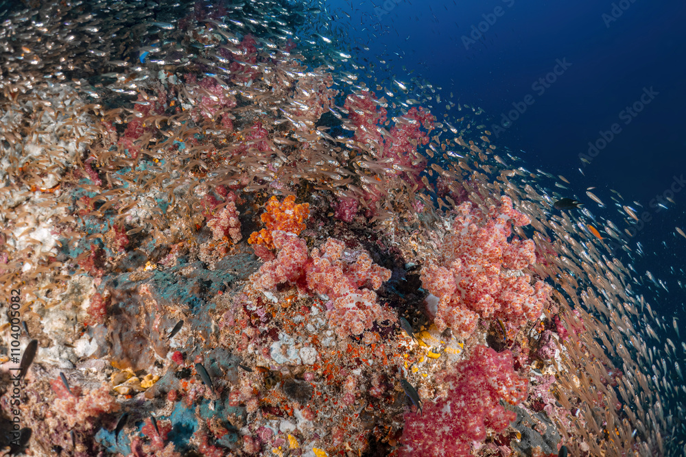 Fototapeta premium Real coral reef underwater photography marine biology ecosytem with colorful sea fish swim around in deep dive blue water landscape background in concept of global environment impact and bleaching