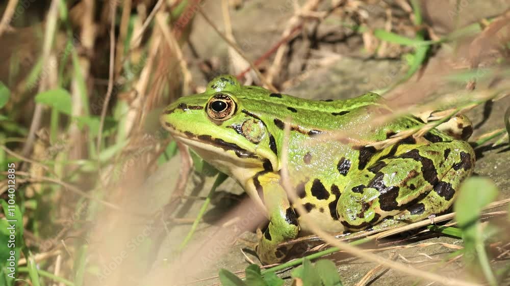 water frog in the sun, water frog on land, green frog between grasses and stalks, water frog in the sunshine, Pelophylax hidden in the grass water frog in the sun, water frog on land, green frog between grasses and stalks, water frog in the sunshine, Pelophylax hidden in the grass