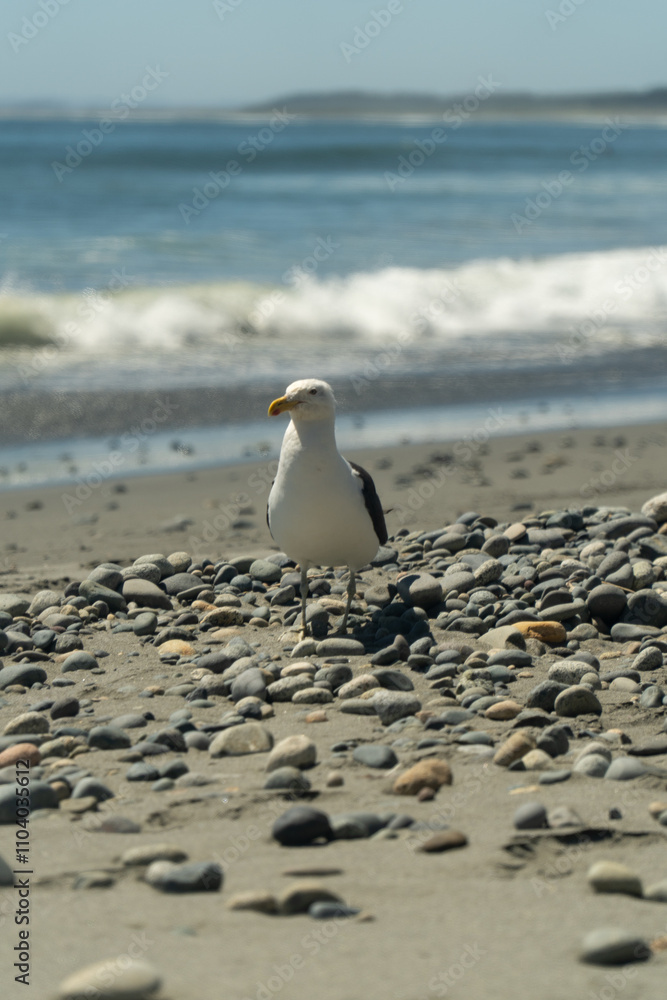 A serene view of a seagull standing on a sandy beach, with waves gently lapping in the background. A perfect depiction of coastal tranquility.