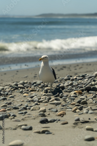 Obraz na płótnie A serene view of a seagull standing on a sandy beach, with waves gently lapping in the background. A perfect depiction of coastal tranquility. w salonie