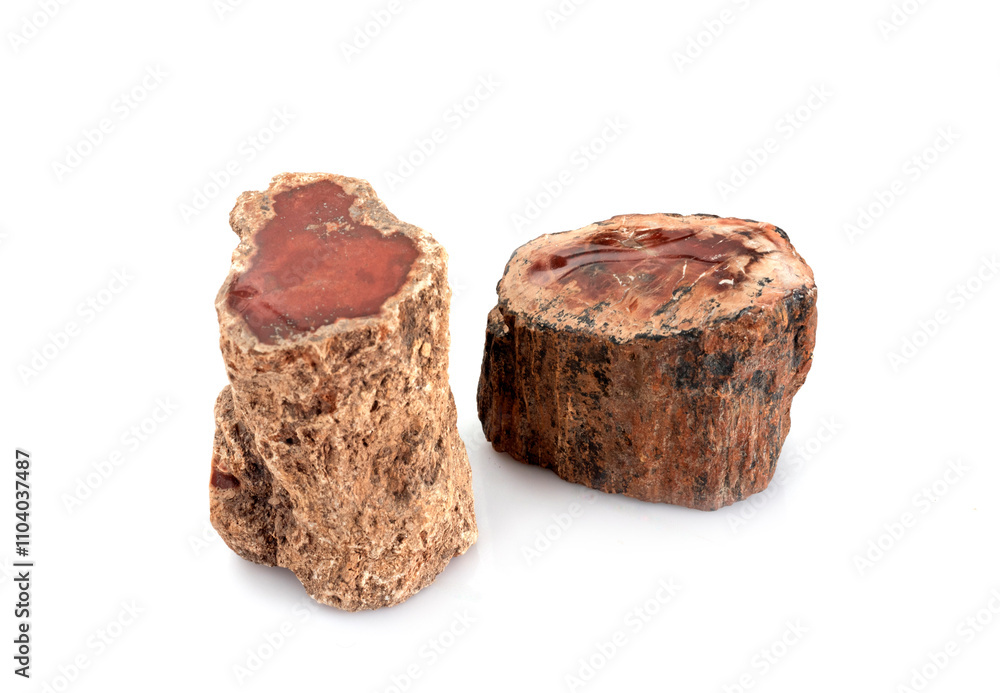 petrified wood in studio petrified wood in studio