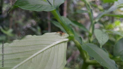 Photo of a jumping spider (Artabrus erythrocephalus) on a plant leaf. Photo shot on the mountain.