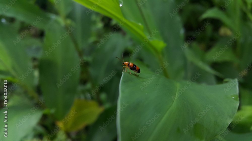 Photo of DENDROBIUM BEETLE on a plant leaf. Photo shot of the mountain. ORCHID BEETLES, DENDROBIUM BEETLE, STETHOPACHYS FORMOSA. Photo of DENDROBIUM BEETLE on a plant leaf. Photo shot of the mountain. ORCHID BEETLES, DENDROBIUM BEETLE, STETHOPACHYS FORMOSA.