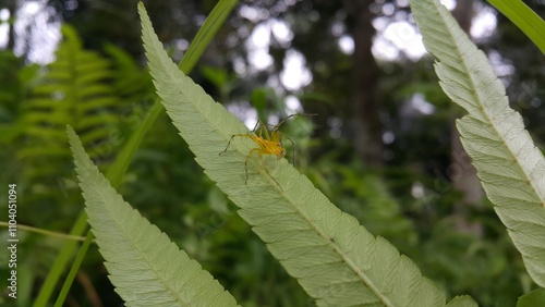 View of Lynx spider (oxyopidae) on green leaf. Photo shot on the mountain.