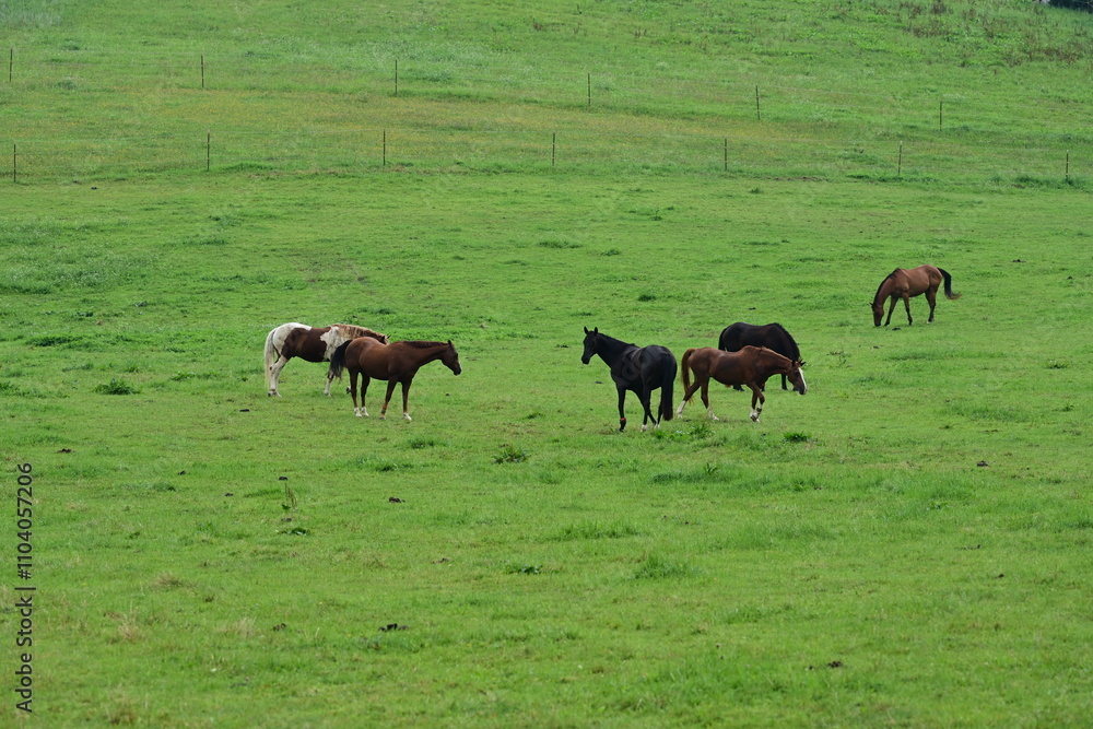 Pferde auf der Sommerweide