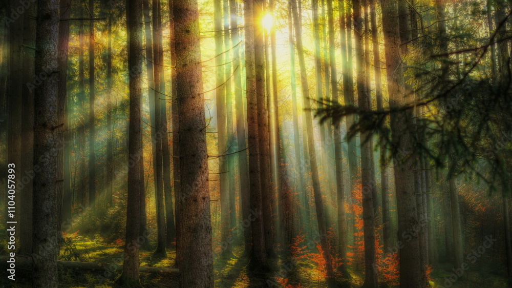 Naklejka premium Herbstlicht mit wunderschönem Sonnenlicht im Wald zwischen den Bäumen