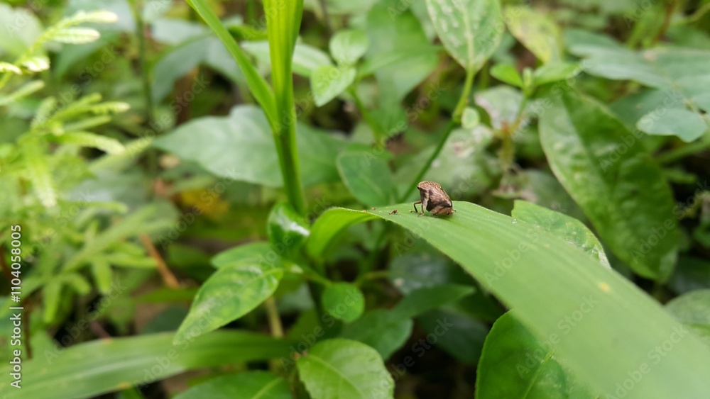 A Meadow Spittlebug is resting on a green leaf. Shot in a tropical rainforest. Also known as a Meadow Froghopper, it is an invasive species in North America. A Meadow Spittlebug is resting on a green leaf. Shot in a tropical rainforest. Also known as a Meadow Froghopper, it is an invasive species in North America.