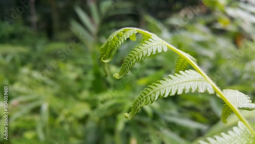 Common bracken leaves (Pteridium aquilinum) background. Photo shot in a tropical rainforest. photo