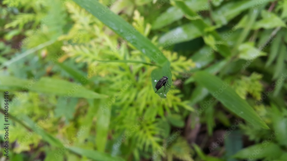 Black soldier fly species Hermetia illucens. Photo of black soldier fly perched on a plant leaf. Photo shot in a tropical forest. Black soldier fly species Hermetia illucens. Photo of black soldier fly perched on a plant leaf. Photo shot in a tropical forest.
