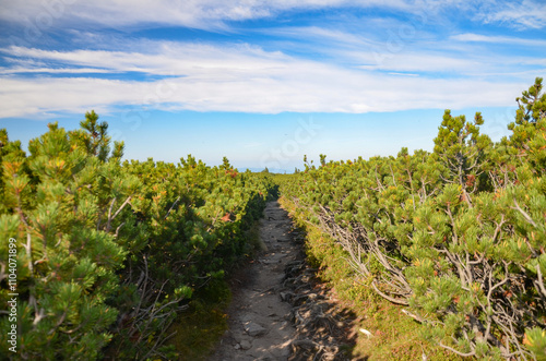Fototapeta Naklejka Na Ścianę i Meble -  picturesque and wonderful views on the way to Pilsko in the Beskid Mountains