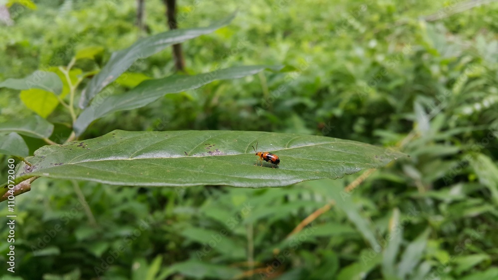 Dendrobium Beetle perched on a leaf. Photo taken on the mountain. ORCHID BEETLES, DENDROBIUM BEETLE, STETHOPACHYS FORMOSA. Dendrobium Beetle perched on a leaf. Photo taken on the mountain. ORCHID BEETLES, DENDROBIUM BEETLE, STETHOPACHYS FORMOSA.