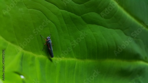 Photo of Leafhopper Cicadellidae perched on very fresh taro leaves. Photo taken in the jungle.