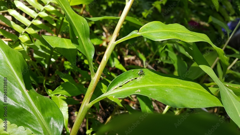 Photo of a small spider (jumping spider) perched on a green leaf. Photo shot in a tropical rainforest. (Salticidae) Photo of a small spider (jumping spider) perched on a green leaf. Photo shot in a tropical rainforest. (Salticidae)