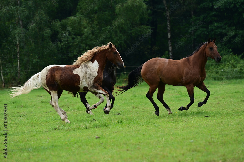 Geschecktes Pferd mit lockigem Haar auf der Wiese Geschecktes Pferd mit lockigem Haar auf der Wiese