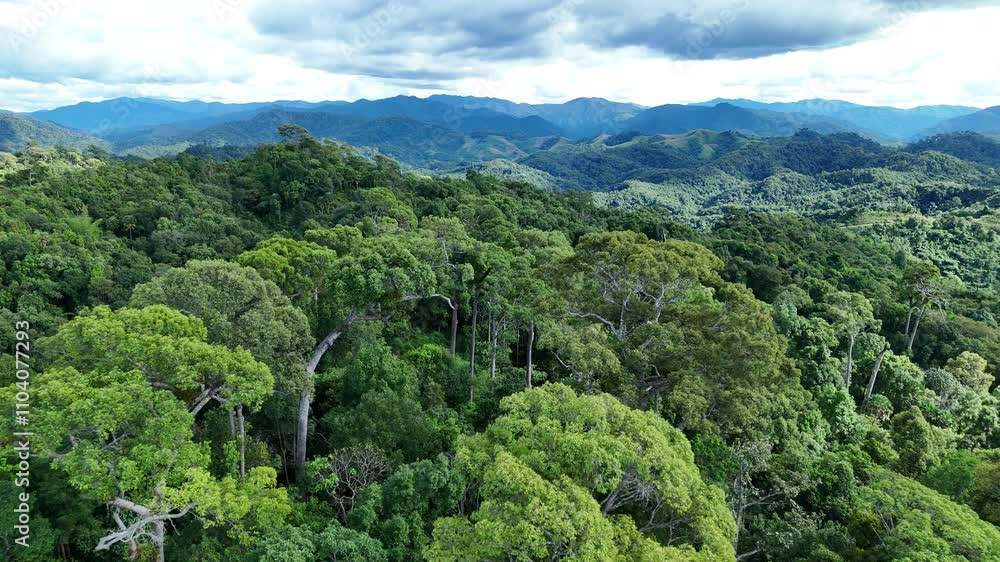 aerial view of beautiful tropical rainforest full of large trees and covered with clouds in the rainy season of Thailand aerial view of beautiful tropical rainforest full of large trees and covered with clouds in the rainy season of Thailand