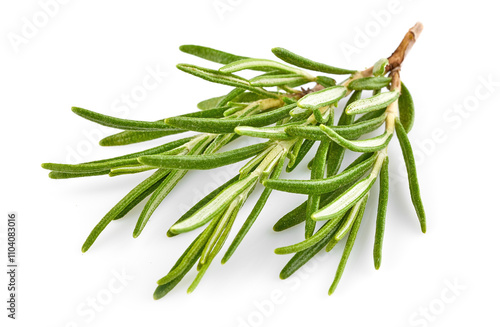 Fresh Rosemary Herb bunch. Gardening farming fragrant herb rosemary spice, isolated on white background.