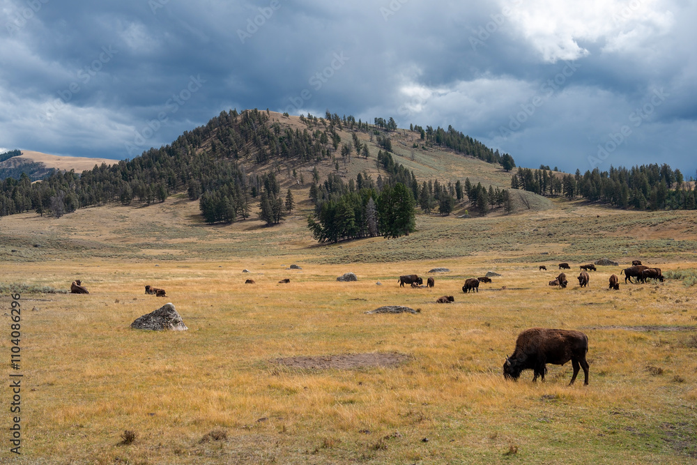 a herd of american bison grazes on the plains of the Yellowstone National Park, Wyoming, United states of America