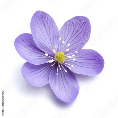 spring flower, isolated on white background, generative ai