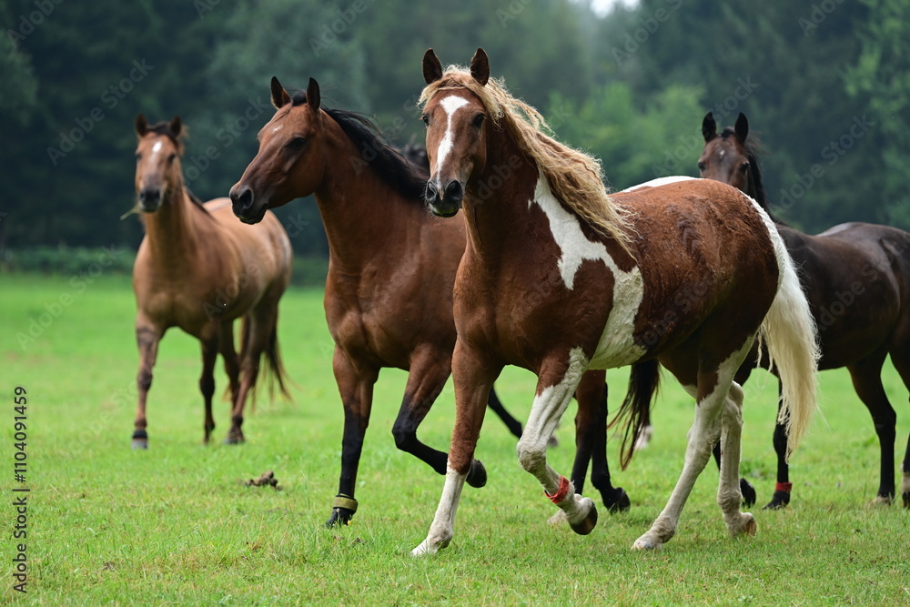 Geschecktes Pferd mit lockigem Haar auf der Wiese Geschecktes Pferd mit lockigem Haar auf der Wiese