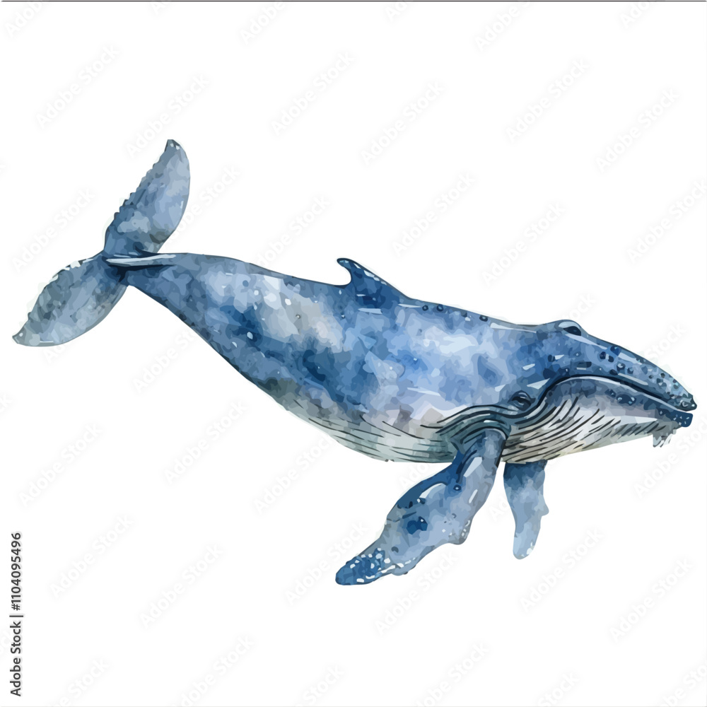 A watercolor clipart of Blue Whale, isolated on a white background. Blue Whale vector. A watercolor clipart of Blue Whale, isolated on a white background. Blue Whale vector.