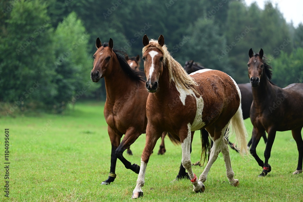 Fototapeta premium Geschecktes Pferd mit lockigem Haar auf der Wiese