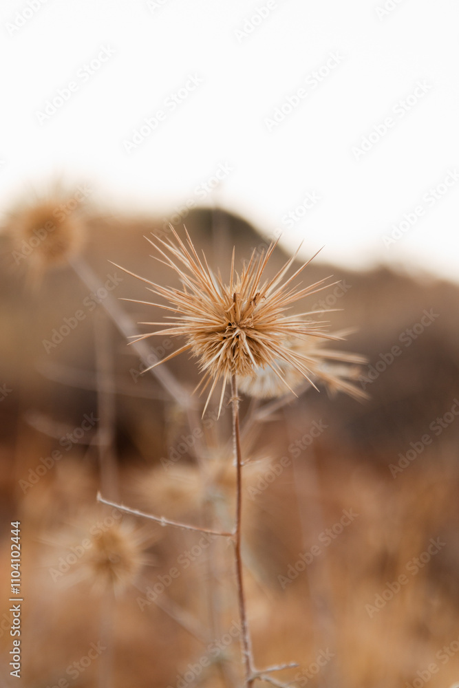 
Close-up of a thorn
