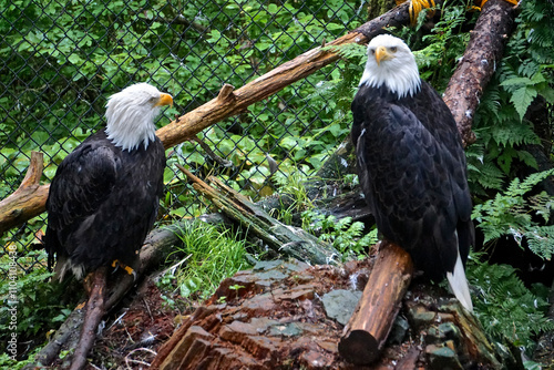 Sitka, Alaska: Two bald eagles (Haliaeetus leucocephalus) at the Alaska Raptor Center. photo