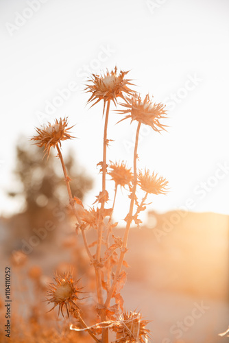 orange flower in the sand
