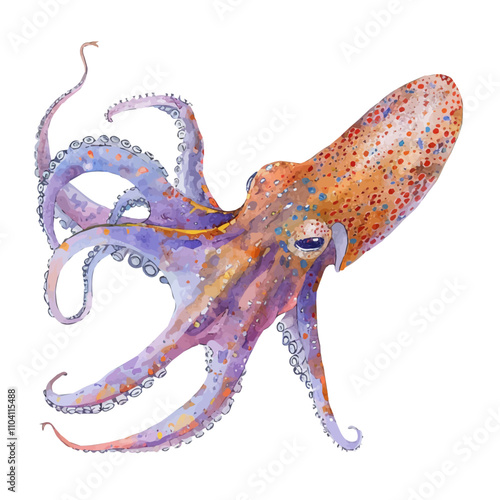 A watercolor painting of Bobtail Squid, isolated on a white background. Bobtail Squid vector. photo