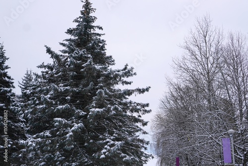 Snow-covered crowns of spruce and chestnut trees against the background of the winter sky in a nature park in Europe while traveling during the winter holidays