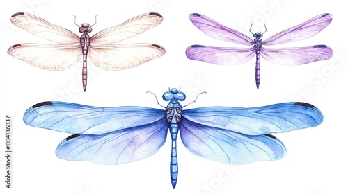 Three colorful dragonflies on a white background, created using watercolor techniques