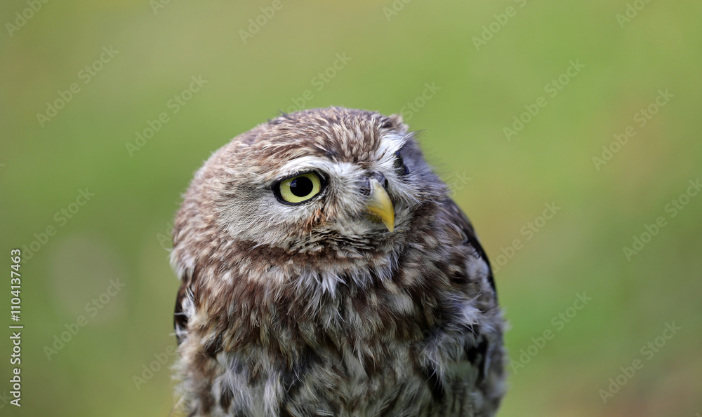 Obraz premium Owl with a yellow beak, large eyes, carefully observing its surroundings and a green background
