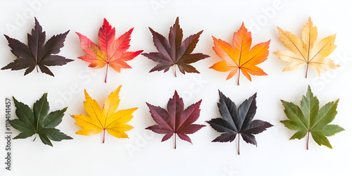 Autumn Leaves Arranged by Shades on White Background

 photo