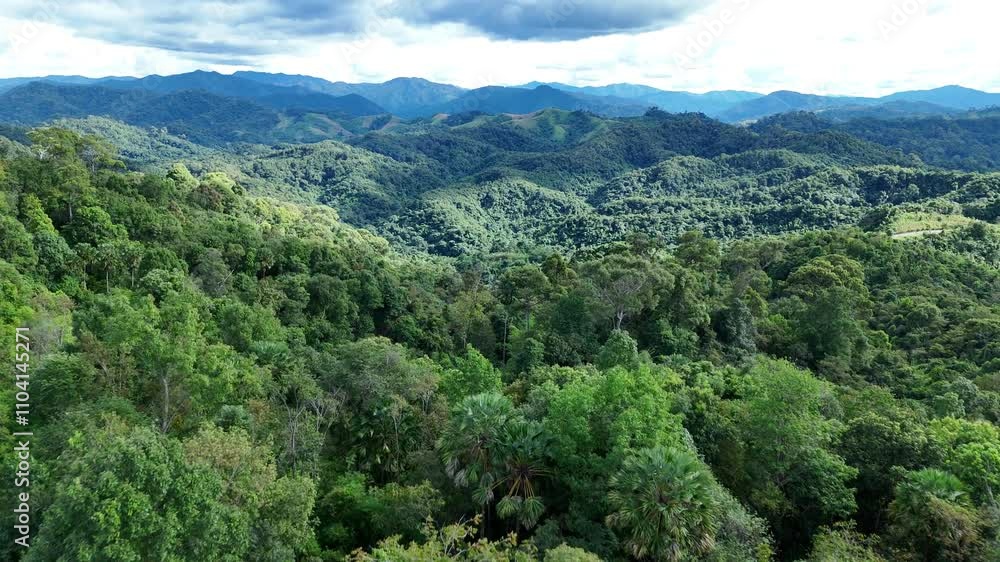 aerial view of beautiful tropical rainforest full of large trees and covered with clouds in the rainy season of Thailand aerial view of beautiful tropical rainforest full of large trees and covered with clouds in the rainy season of Thailand