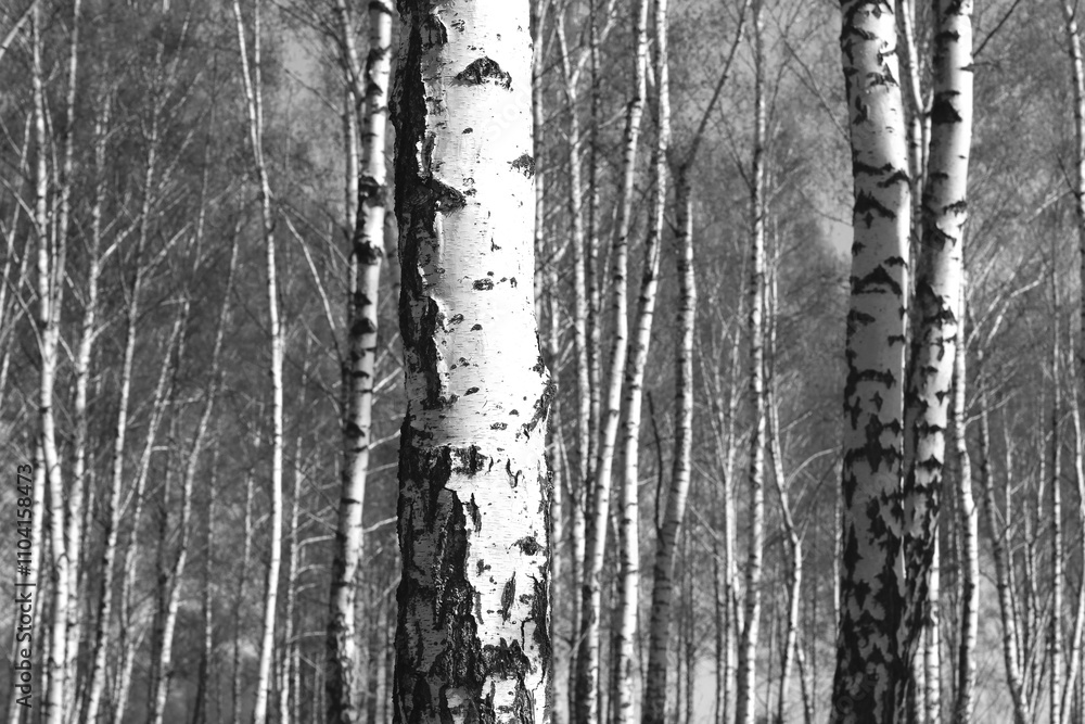 Obraz premium black-and-white photo with white birches