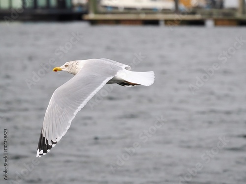 Möwe (Larinae) im Flug an der Nordsee photo