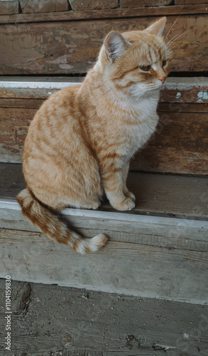 Canvas Print beautiful ginger cat sitting on the wooden stairs in the garden