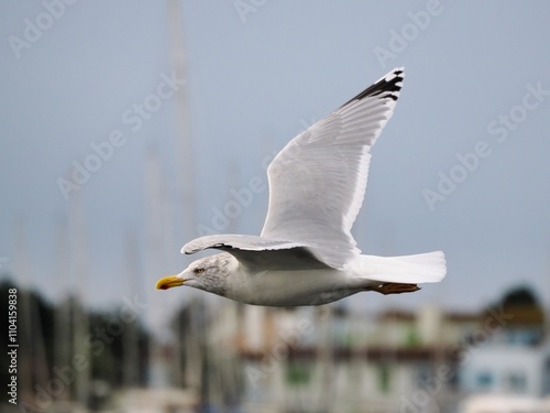 Möwe (Larinae) im Flug an der Nordsee photo