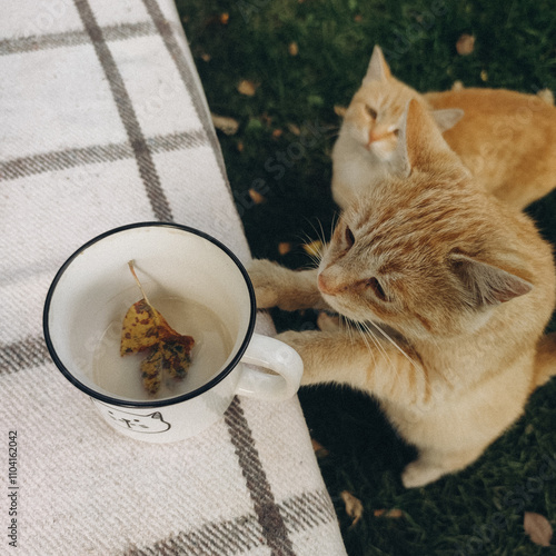 two funny ginger cats looking for fallen leaf in the white cup photo