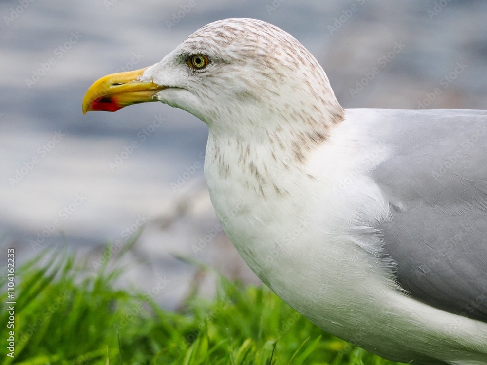 Möwe (Larinae) an der Nordsee Möwe (Larinae) an der Nordsee