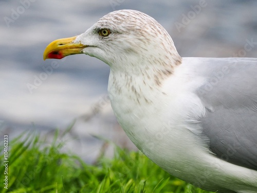 Möwe (Larinae) an der Nordsee photo