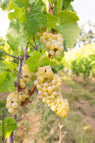 Green riesling wine grapes growing on vine, vineyard in Trier, Moselle Valley Germany, landscape and agriculture, rhineland palatine  photo