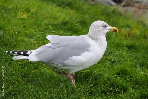 Möwe (Larinae) an der Nordsee photo