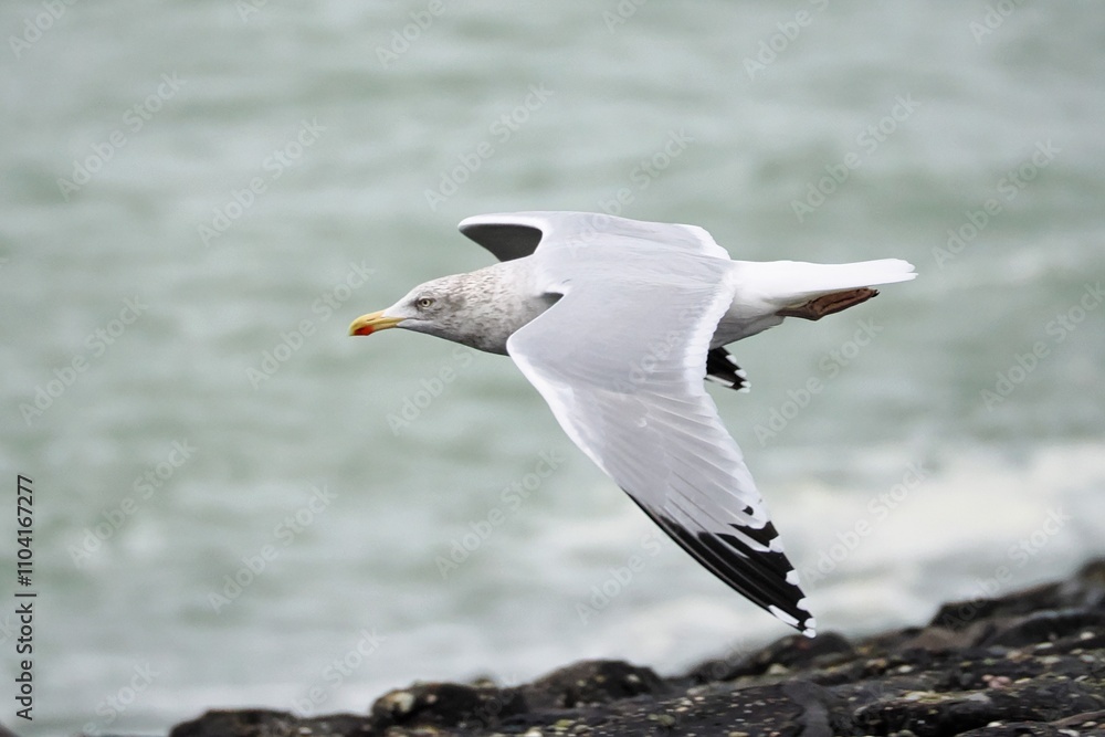 Möwe (Larinae) im Flug an der Nordsee Möwe (Larinae) im Flug an der Nordsee