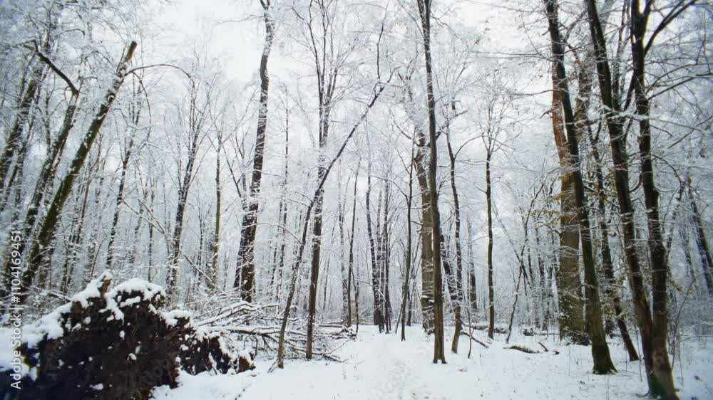 A snow-covered forest in the glow of New Year's holidays: silence, charm and a festive mood. High quality 4k footage A snow-covered forest in the glow of New Year's holidays: silence, charm and a festive mood. High quality 4k footage