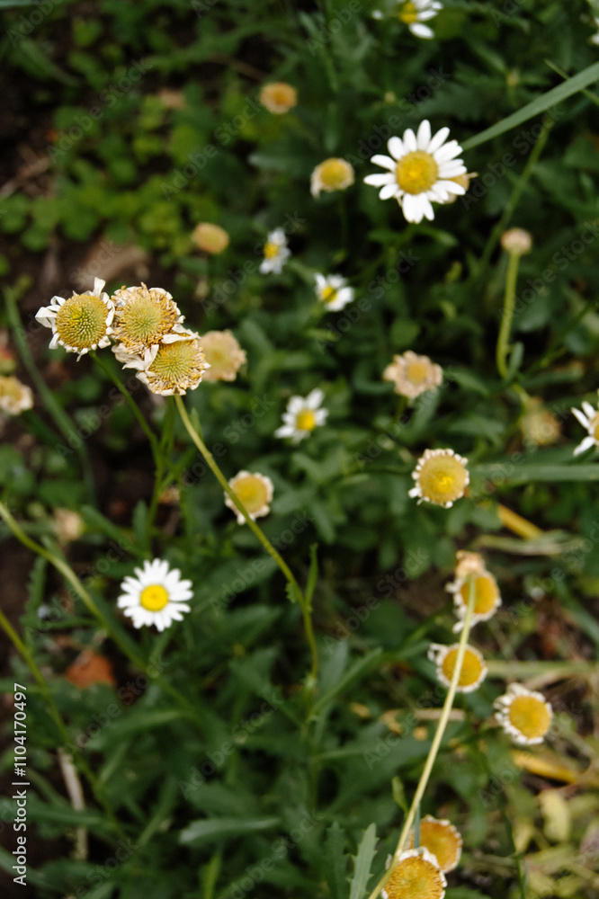 little cammomile flowers growing in the summer garden little cammomile flowers growing in the summer garden