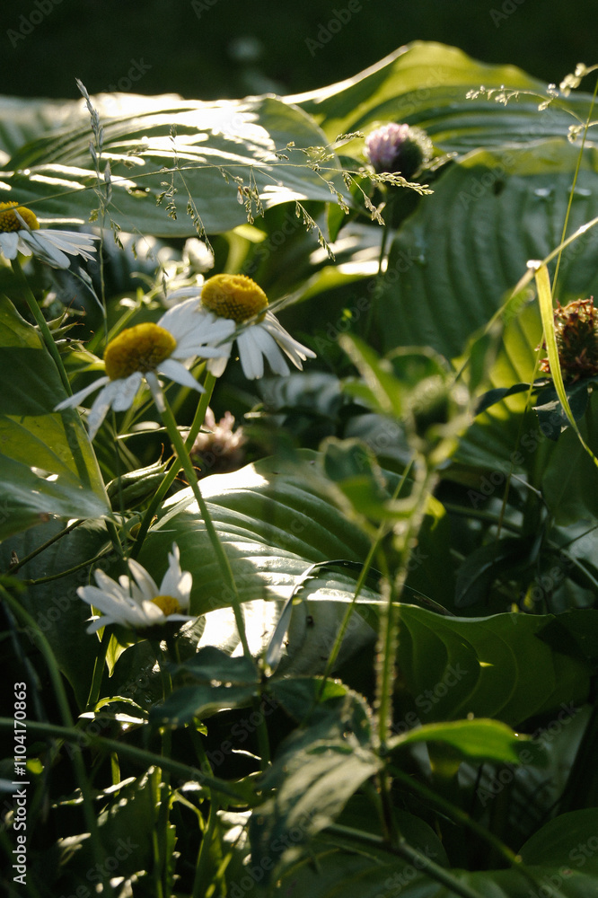 Fototapeta premium beautiful macro cammomile flowers growing in the summer garden among the green leaves and grass