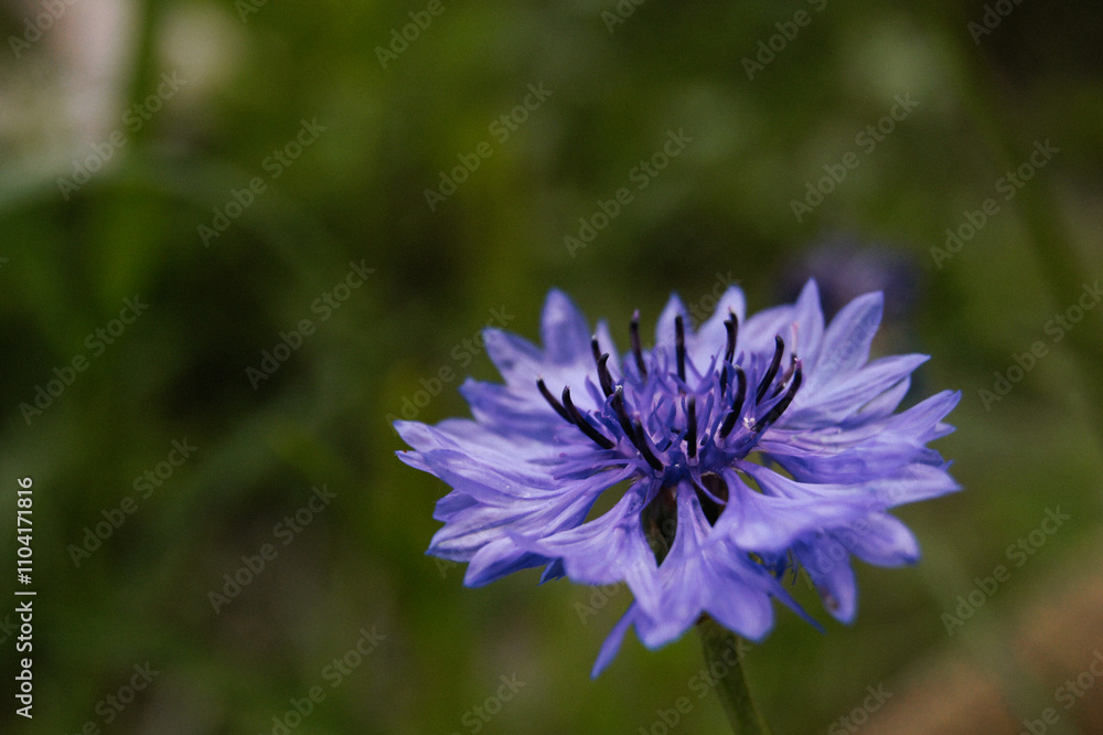 small blue flower in the garden small blue flower in the garden