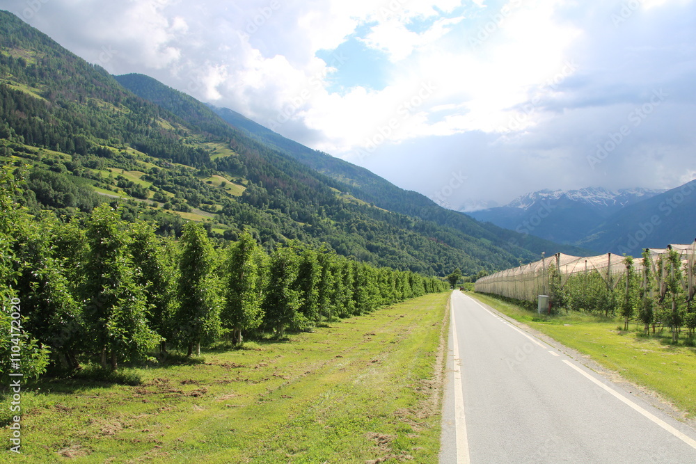 Naklejka premium Etschtal Valley, Etschtalradweg (Etschtal Cycling Route), Apple orchard - Cycling the transalpine route Via Claudia Augusta
