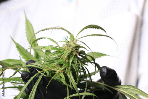 medical cannabis bud in hand woman doctor photo